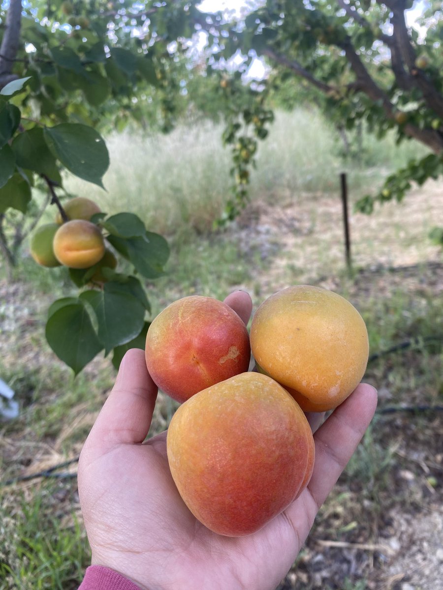 Sorsan ilaçsız,gübresiz “organik” ürün istiyorlar ama meyve ve sebzenin üstünde ufak bi leke,bere olsun,boyutu küçük olsun almıyorlar,fiyatını düşürüyorlar.Varsa bi çözüm söyleyin de uygulayalım…