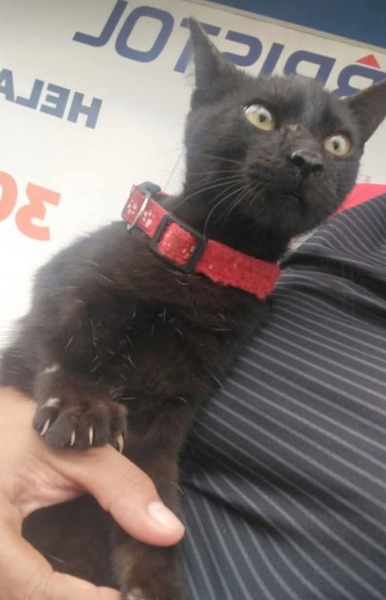 koalandeMichi's tweet image. Este Michi salió de bajo del motor de un auto justo cuando se quedó en el semáforo frente a Bristol que está en la esquina de zavalascue y Francisco paredes, jadeando y súper caliente trae un collar rojo es  macho si el dueño ve me puede escribir 0987259559
RT 👇🏻