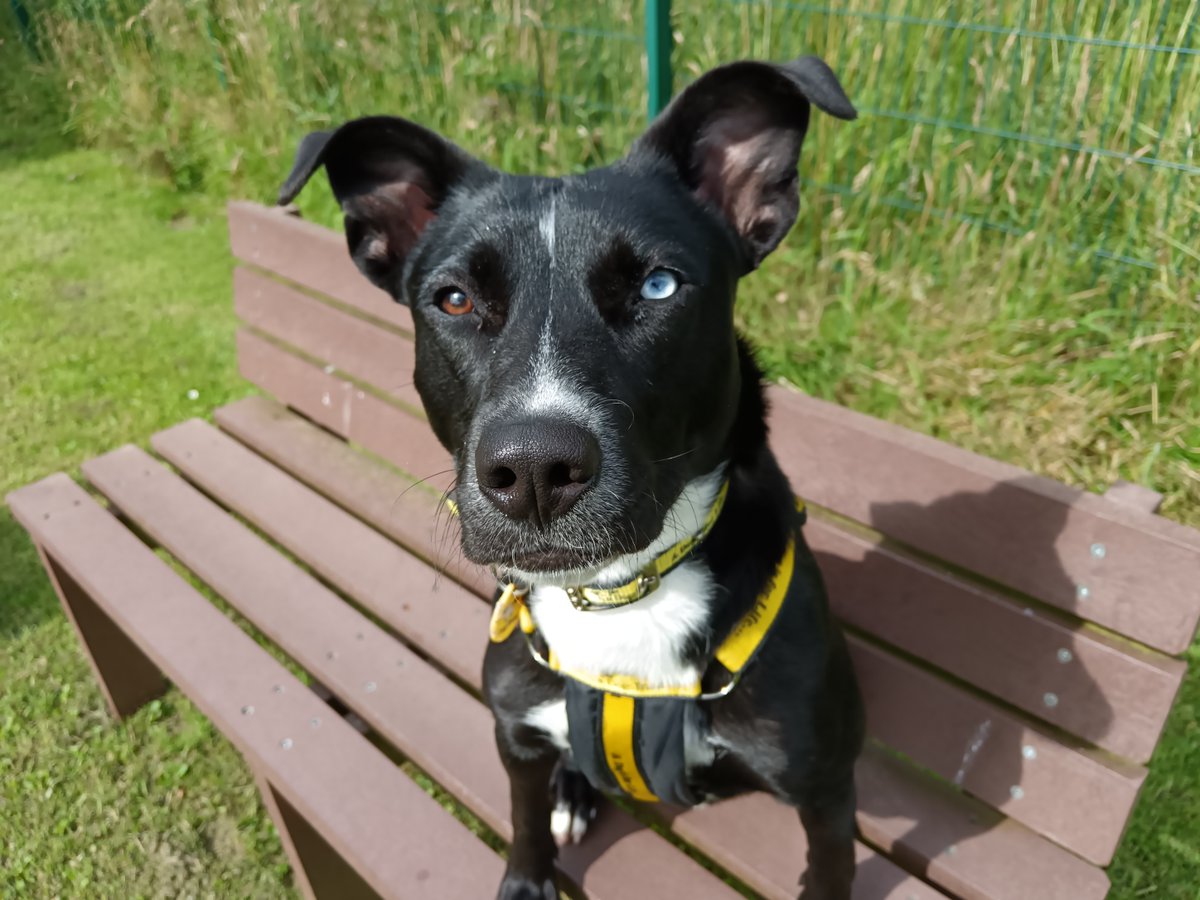 Look at these beautiful eyes!😍 Stella is a gorgeous 2 year old crossbreed looking for a loving home. 

Stella is super playful and very affectionate once she trusts you🥰. She is needing a patient home who can help build her confidence in the big world💛 

Can you foster or