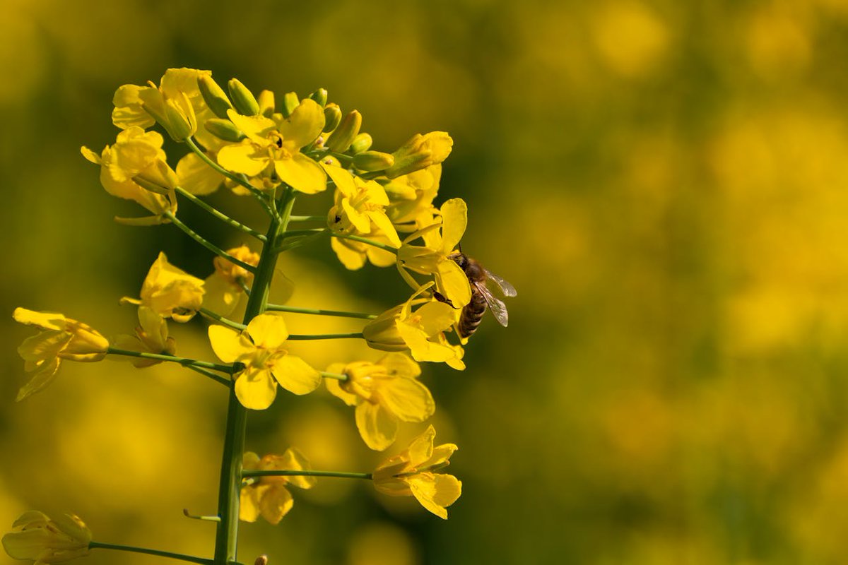 Parrish & Heimbecker, Ltd (@parrishheimbeck) on Twitter photo Today is the International Day for Biological Diversity. Biodiversity helps ensure a healthy future. We can do our part by identifying beneficial insects in our fields so that they can thrive. Visit <a href="/FieldHeroes/">Field Heroes</a> before crop scouting this season: fieldheroes.ca Today is the International Day for Biological Diversity. Biodiversity helps ensure a healthy future. We can do our part by identifying beneficial insects in our fields so that they can thrive. Visit <a href="/FieldHeroes/">Field Heroes</a> before crop scouting this season: fieldheroes.ca
