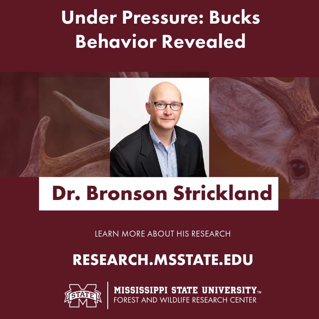 MSU’s Dr. Bronson Strickland is mapping how, when &amp; why bucks move. The goal? Smarter habitat &amp; harvest decisions—for hunters, landowners, and wildlife pros alike.
🦌 Learn more: research.msstate.edu
#BuckMovement #MSUExtension #ConservationMatters