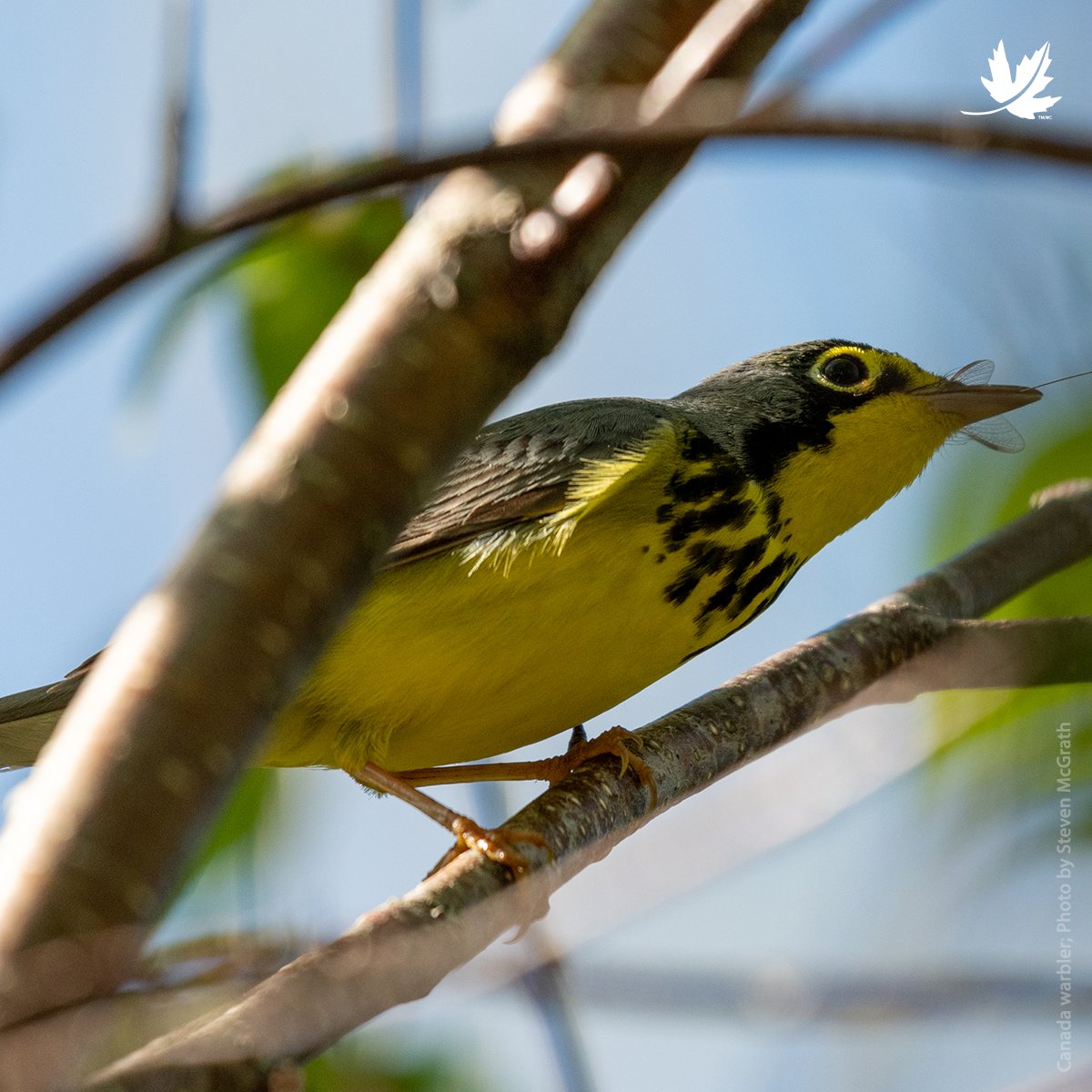 NCC_CNC's tweet photo. On International Day for Biodiversity, we’re highlighting one of Nova Scotia’s most ecologically rich regions: Kespukwitk (southwest Nova Scotia). 94 per cent of terrestrial species at risk in Nova Scotia can be found here! Learn more: https://t.co/CaPX8HGJue #BiodiversityDay 🐦 https://t.co/OPa2LIyanL