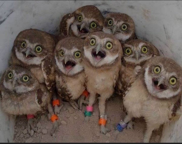 Hango534's tweet photo. People from your village watching you posting your graduation pictures 😅😅😅 https://t.co/CX4kSMsmAD