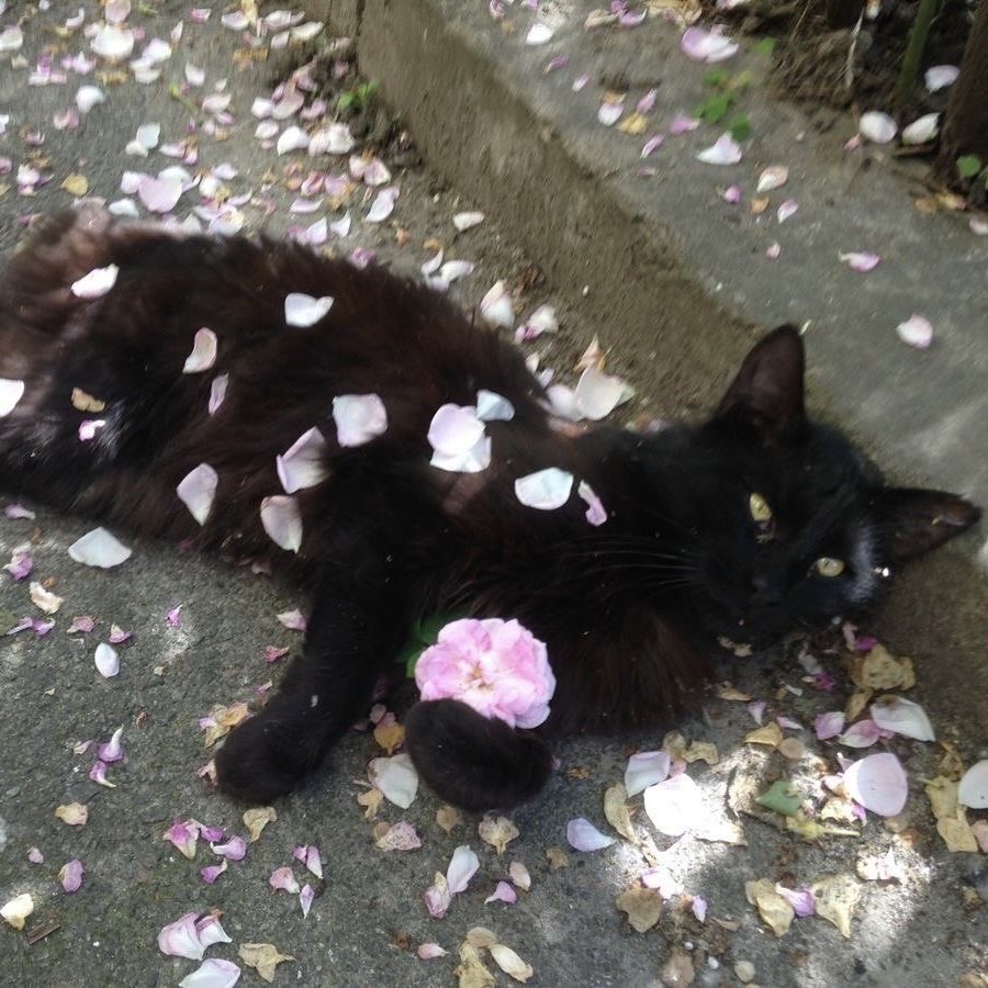 fairyprxncess's tweet image. 🌸