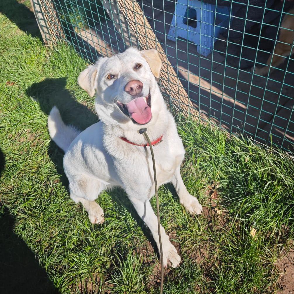 Oakley is in kennels in #Nottinghamshire 
She’s in for rehome after her family couldn’t manage her they said she had reactivity on lead unfortunately, it was more lack of leadership skills and handling skills - sorry to say
doggydensukrescue.co.uk/rescue-applica…
doggydensukrescue.co.uk/oakley/
#Worksop