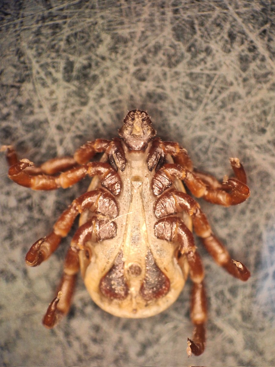 #Rhipicephalus_evertsi_mimeticus