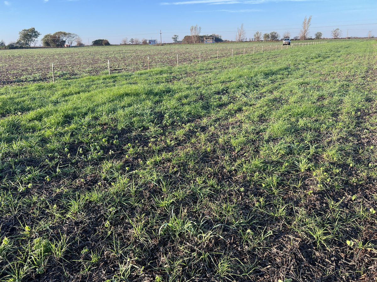 Consultora Más Hectáreas tweet media