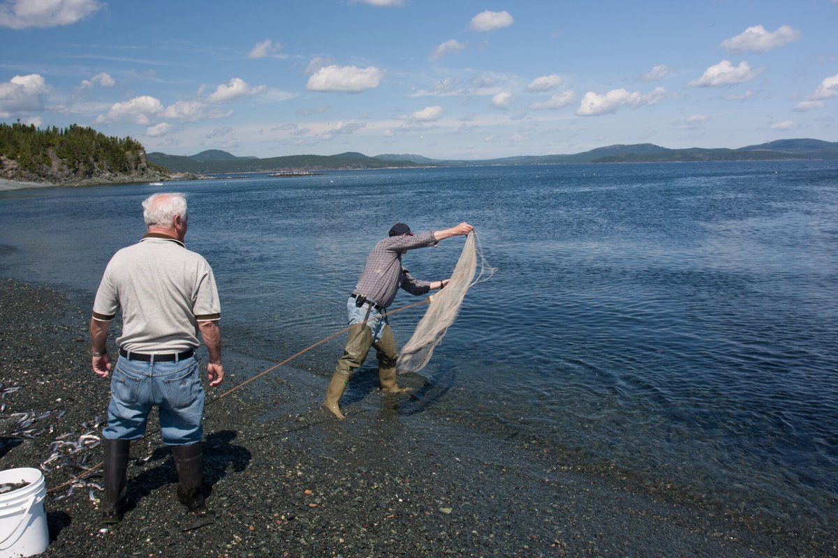 Every summer on the beaches of Newfoundland and Labrador, a natural phenomenon takes place.
Millions of capelin, a tiny schooling fish, come to the shores to spawn in shallow waters.
It has become known as The Capelin Roll.
This is the story of this tradition!

🧵1/9