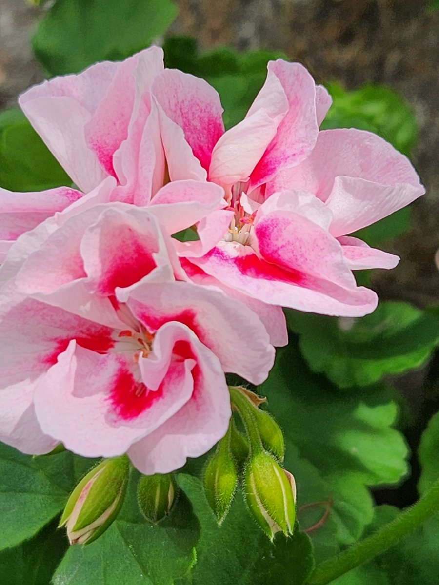 モンテンジクアオイ