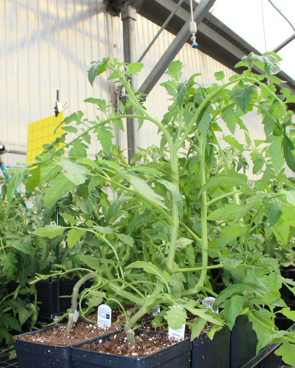 UNR College of Ag, Biotech & Natural Resources (@unrcabnr) on Twitter photo Try your hand at grafting tomatoes! See successfully healed grafted tomato plants up close, and discover how grafting boosts yields, at #UNRCABNR's #NevadaFieldDay & Ag Expo on May 30.
Learn more: events.unr.edu/event/nevada-f…
#UNRExperimentStation | @UNevadaReno | <a href="/UNRresearch/">University of Nevada, Reno Research</a> Try your hand at grafting tomatoes! See successfully healed grafted tomato plants up close, and discover how grafting boosts yields, at #UNRCABNR's #NevadaFieldDay & Ag Expo on May 30.
Learn more: events.unr.edu/event/nevada-f…
#UNRExperimentStation | @UNevadaReno | <a href="/UNRresearch/">University of Nevada, Reno Research</a>