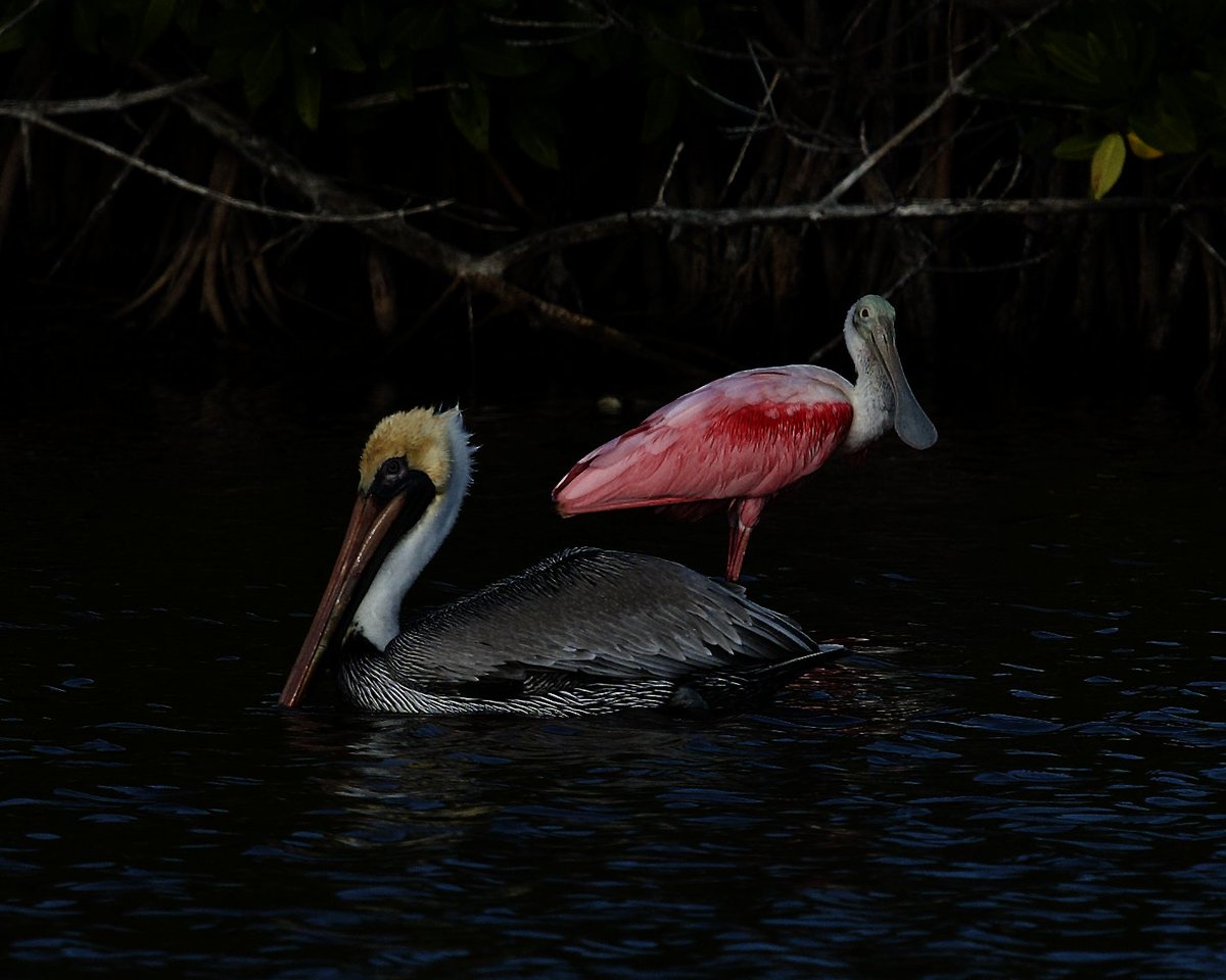 SFCGCM's tweet photo. Witness the silent rulers of the lagoon at night 🌌🦢✨
--
Sé testigo de los guardianes silenciosos de la laguna en la noche 🌙🐦💙
#starfishcayoguillermo   #GranCaribeHotels   #JardinesdelRey   #WildnessExperience   #LagoonMystery https://t.co/gjm2xYUVJY