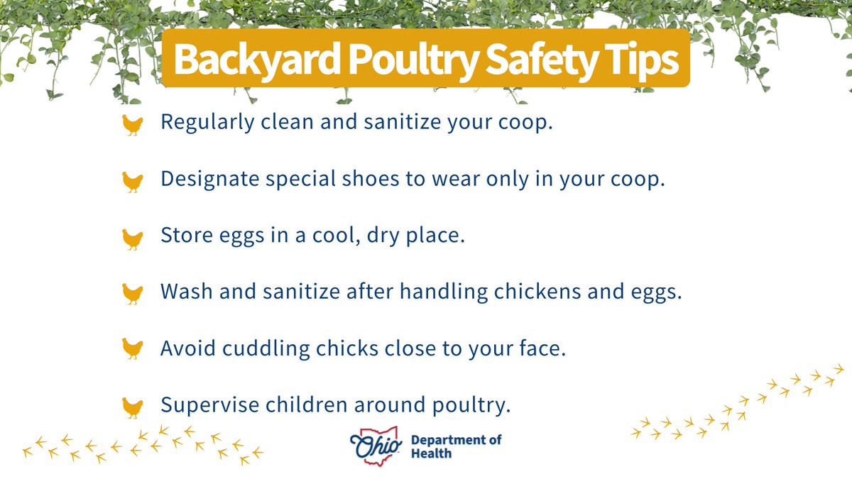 Thinking about starting your own coop, or already have one? Here's a few tips to keep yourself and your flock happy and healthy! Head over to the CDC's Backyard Poultry page for everything else you may need to know: bit.ly/3SfX3vK