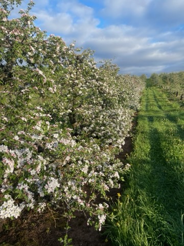 #annapolisvalley
Apple Blossoms are starting to bloom in the Annapolis Valley!🌺
These ones aren't out in full bloom yet, but that doesn't take away from the beauty of this little flower that will become a delicious locally grown apple! 🍎
📸Credit: Wright Farms