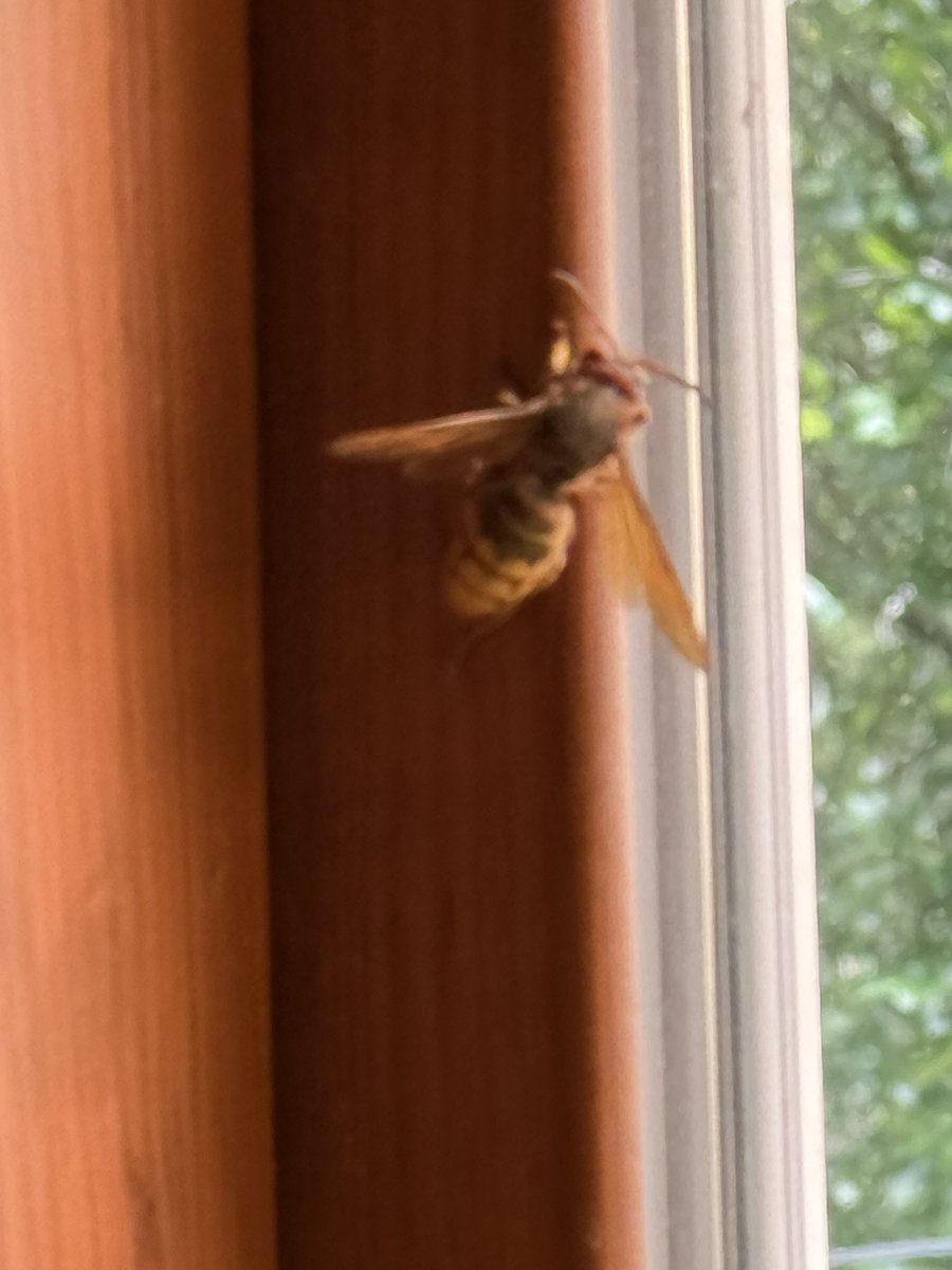 jameshoagy's tweet photo. @ShannonTheDude how about a Cicada Hornet I found in the house last night for Casey! @BillyRsports https://t.co/0kJNA051gY