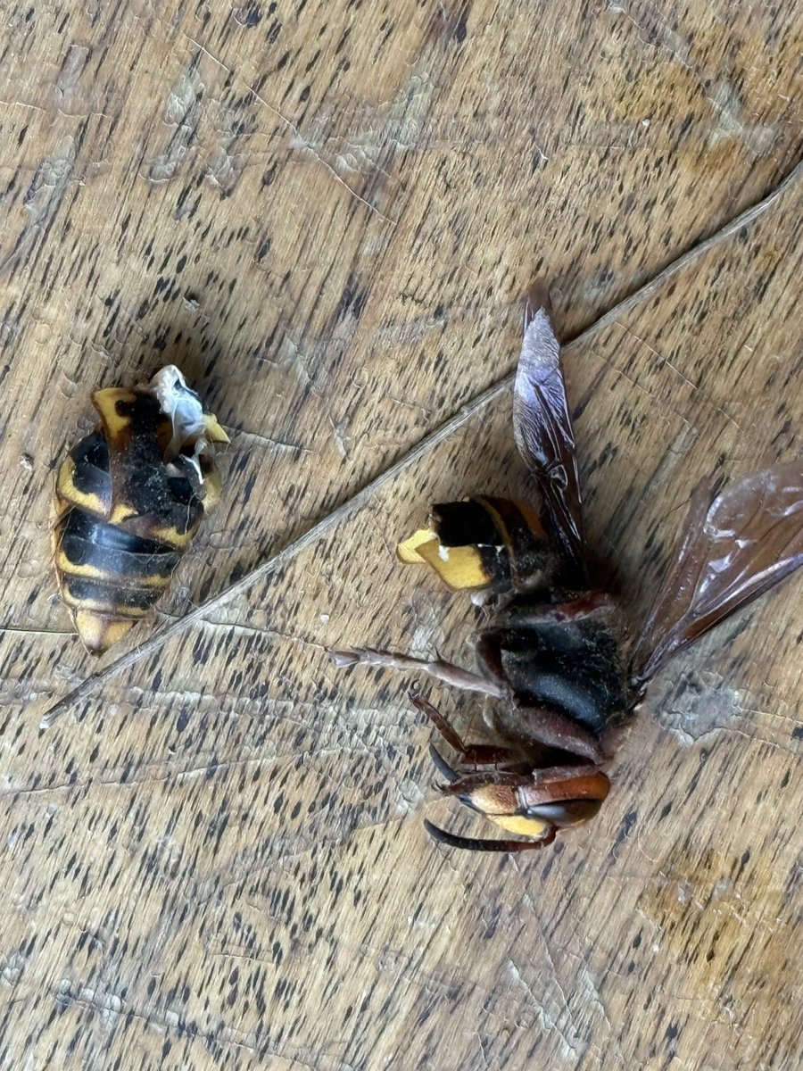 jameshoagy's tweet photo. @ShannonTheDude how about a Cicada Hornet I found in the house last night for Casey! @BillyRsports https://t.co/0kJNA051gY