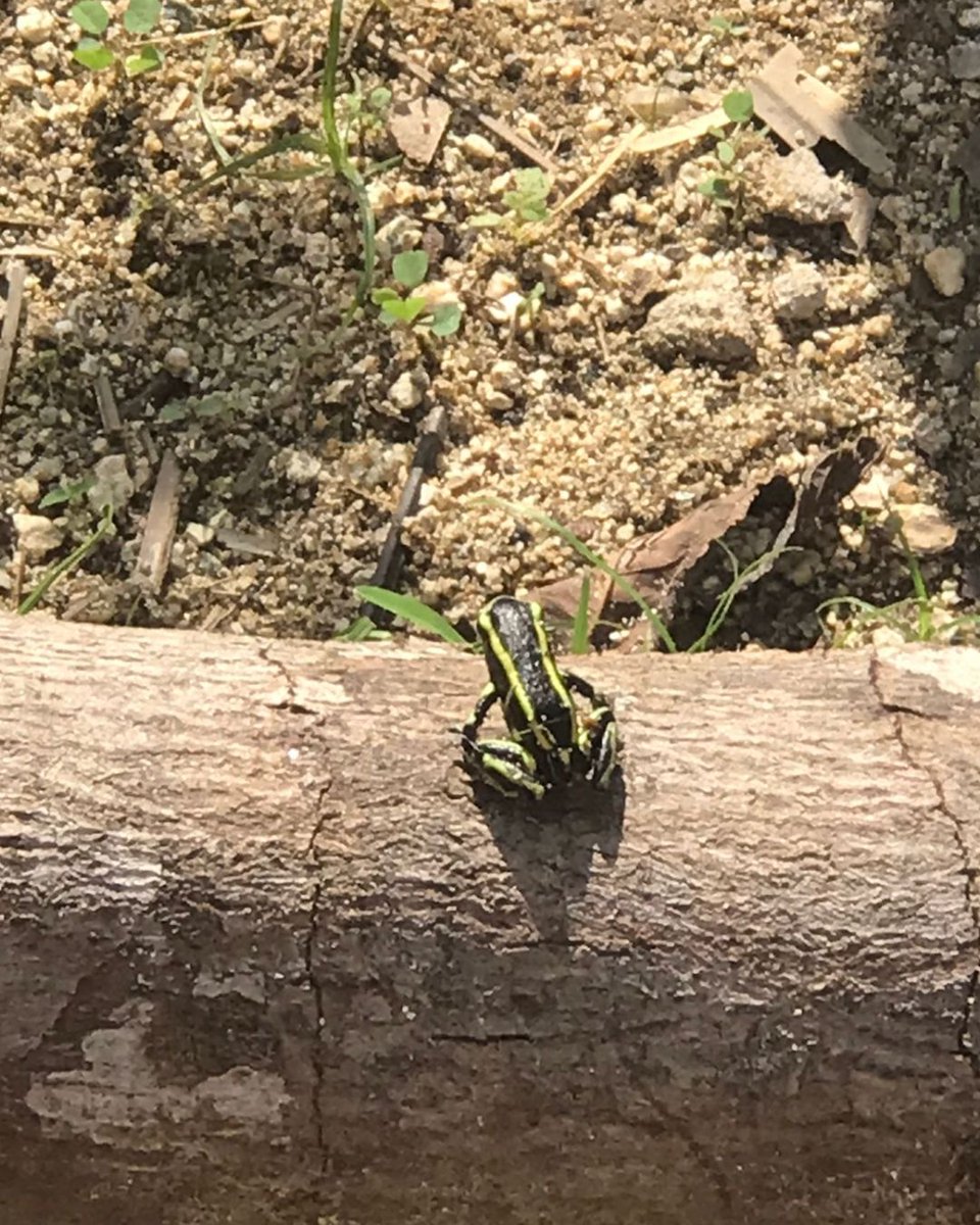 Look who came to visit one of our hubs! #biodidersityday 

Dendrobates truncatus, the yellow-striped poison frog, is a diurnal and territorial species that lives in the tropical dry forest, humid and sub-Andean forests, mainly in the lowlands of the Magdalena Valley and the