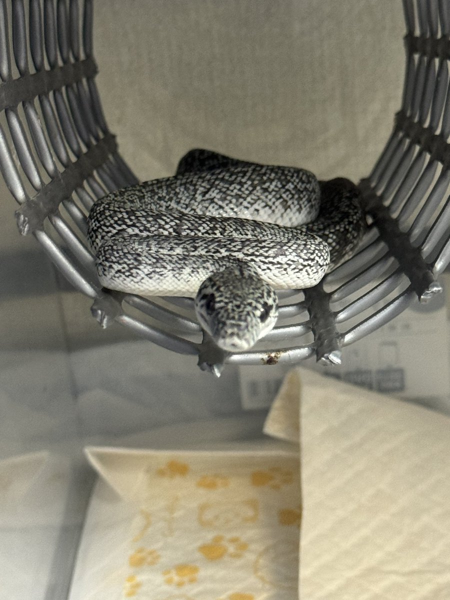 GDB6335's tweet image. 下より上が好きみたい🥸
#カーペットパイソン
#carpetPython