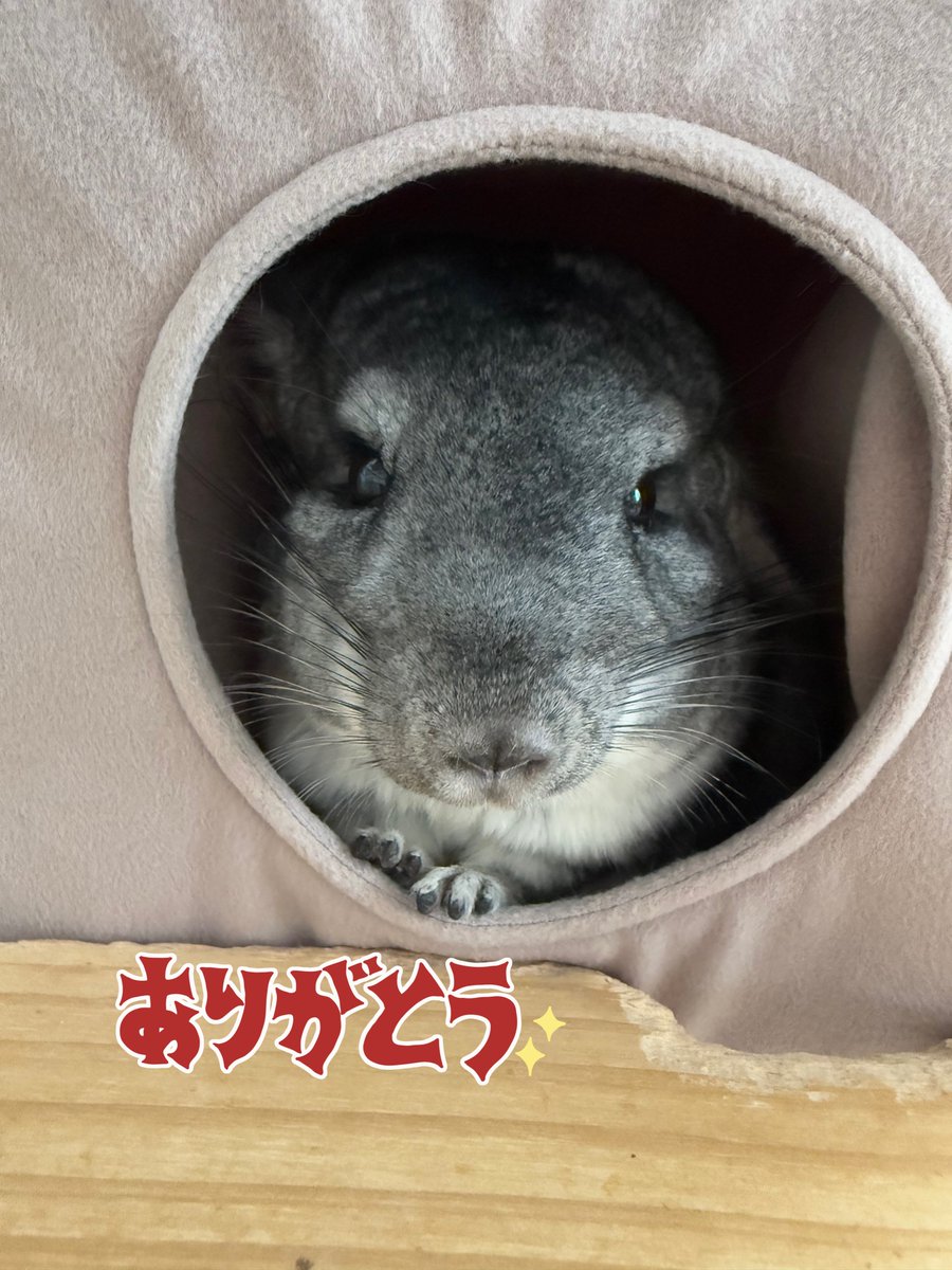 chinchilla_fuu's tweet photo. @hinadropsppp 🐭ありがとう～🌸！
🐭大変だけど無理しないように頑張れって主に伝えとく！🤝 https://t.co/P4rE6hHBhy