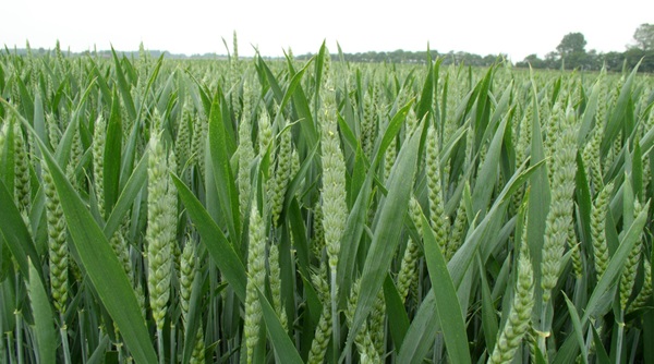 De juiste timing van de bespuitingen in tarwe is dit jaar niet eenvoudig, terwijl de ziektedruk hoog is en ook al zichtbaar begint te worden. #LenvyorTop is niet alleen effectief tegen aarfusarium maar ook effectief tegen septoria en roesten. 

Lees meer: bit.ly/3YXodeH