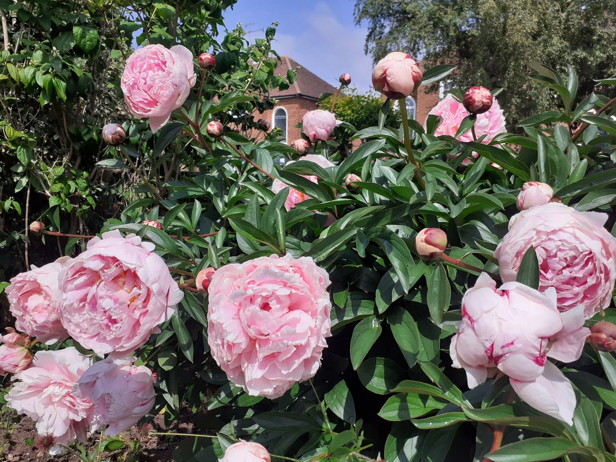Our peonies are making a magnificent show this year.  #SpringFlowers