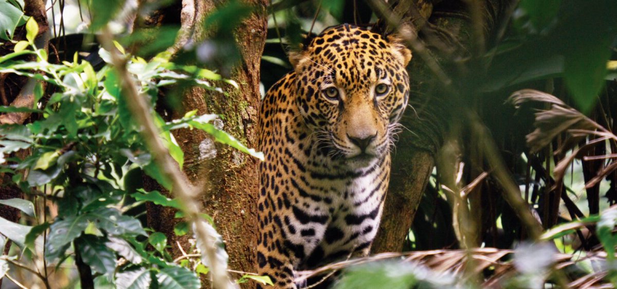 Achim Steiner (@asteiner) on Twitter photo On #BiodiversityDay, <a href="/UNDP/">UN Development</a> is proud to announce the world's first insurance policy to protect jaguars and communities in Argentina 🇦🇷.
This work is at the heart of the innovation needed to deliver on biodiversity targets for people and planet.
go.undp.org/UYD On #BiodiversityDay, <a href="/UNDP/">UN Development</a> is proud to announce the world's first insurance policy to protect jaguars and communities in Argentina 🇦🇷.
This work is at the heart of the innovation needed to deliver on biodiversity targets for people and planet.
go.undp.org/UYD