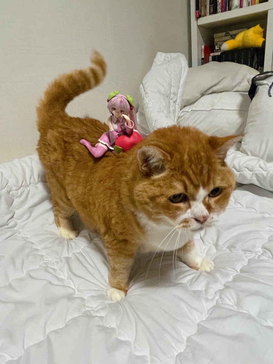 이봐 고양이 , 공주님을 소중히 모시도록