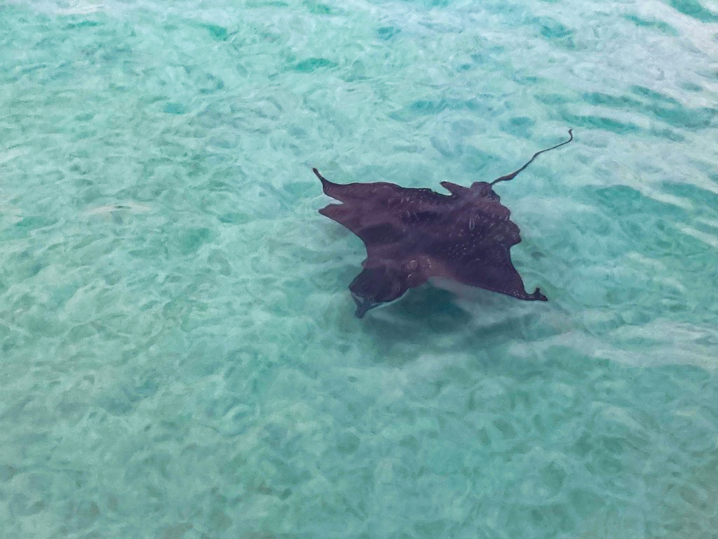 Happy #BiologicalDiveristy day! On our program to Ecuador, students become immersed in an incredible range of ecosystems. 🇪🇨 

#ExperimentAbroad #Ecuador #TeenTravel #TravelTheWorks #CloudForest #Galapagos