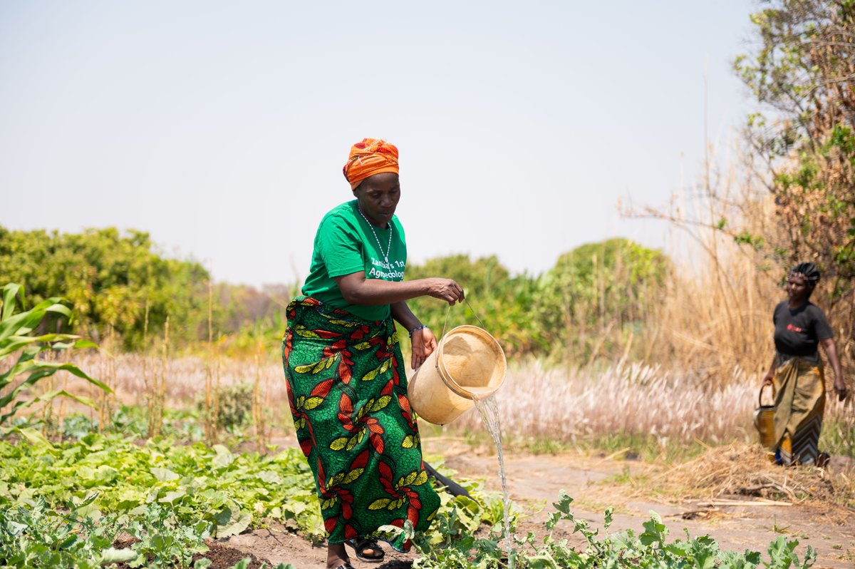 SCIAF 🧡 (@sciaf) on Twitter photo With £310,000 from <a href="/ScotGovID/">ScotGovID 🏴</a>'s Humanitarian Emergency Fund, cash transfers were provided to nearly 4,500 families in Zambia who were suffering from severe drought.
📸: Imelda and Maureen, farmers in Zambia, 2024 With £310,000 from <a href="/ScotGovID/">ScotGovID 🏴</a>'s Humanitarian Emergency Fund, cash transfers were provided to nearly 4,500 families in Zambia who were suffering from severe drought.
📸: Imelda and Maureen, farmers in Zambia, 2024