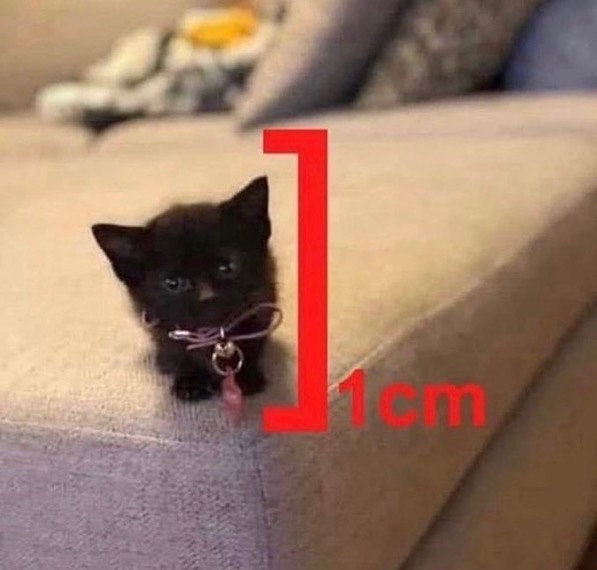 Punch Cat tweet media