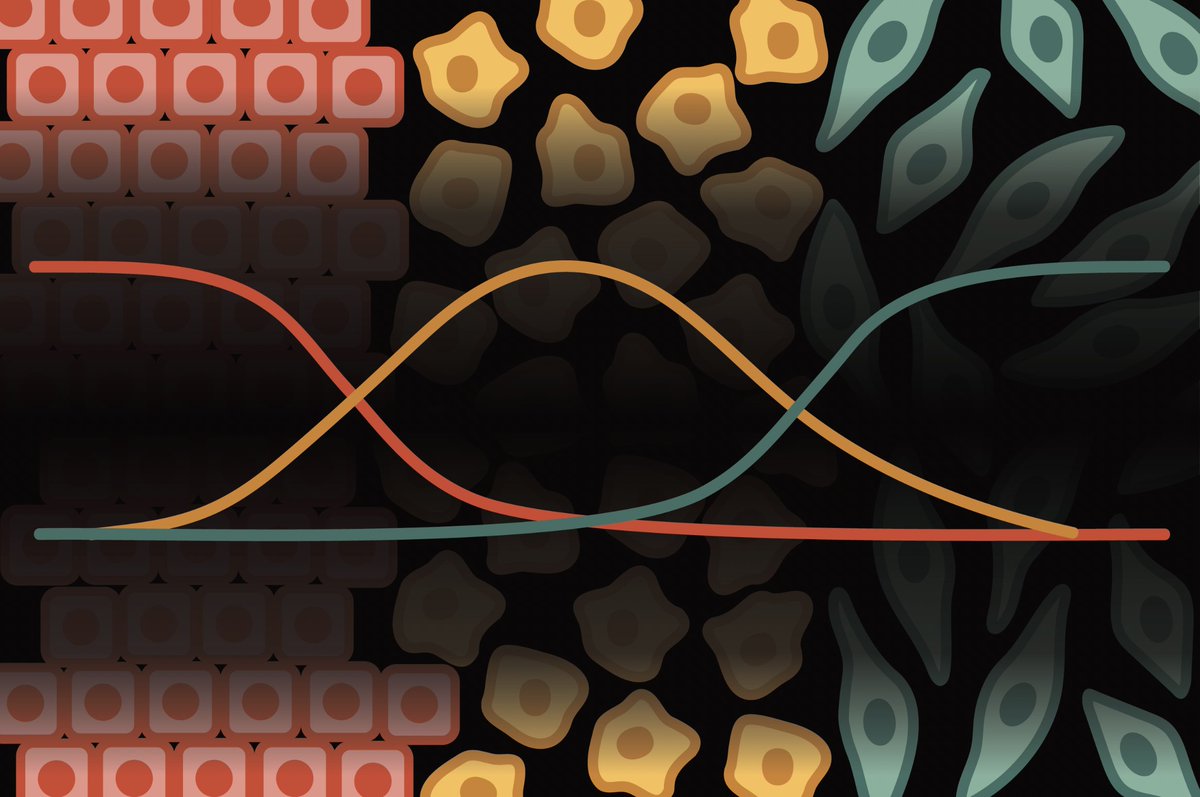 This week in #MathOnco: Plasticity, adaptive therapy, drug tolerance, and more...

Artist: MeiLu McDermott (Maclean lab)!