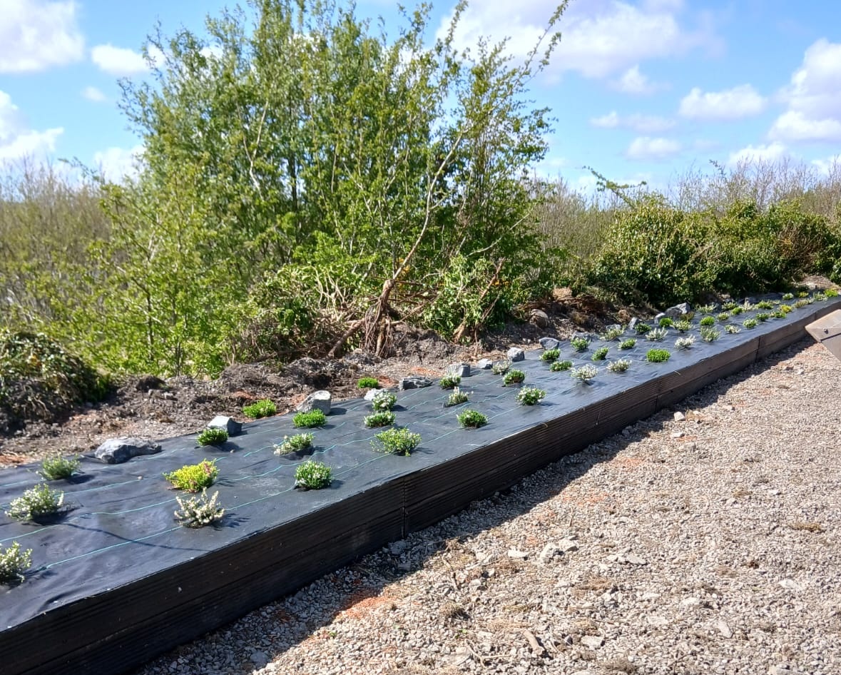 Inland Fisheries Ireland (@inlandfisherie) on Twitter photo β»οΈ RECYLING FOR GARDENSβ»οΈ <a href="/InlandFisherIE/">Inland Fisheries Ireland</a> staff planted 70 native Irish heather plants recently at Brackwansha, Co #Mayo.
π’ Organic material was collected from re-surfacing works at Cloongee Fishery and re-used as bedding at the site.
#BiodiversityWeek #conservation #heather β»οΈ RECYLING FOR GARDENSβ»οΈ <a href="/InlandFisherIE/">Inland Fisheries Ireland</a> staff planted 70 native Irish heather plants recently at Brackwansha, Co #Mayo.
π’ Organic material was collected from re-surfacing works at Cloongee Fishery and re-used as bedding at the site.
#BiodiversityWeek #conservation #heather