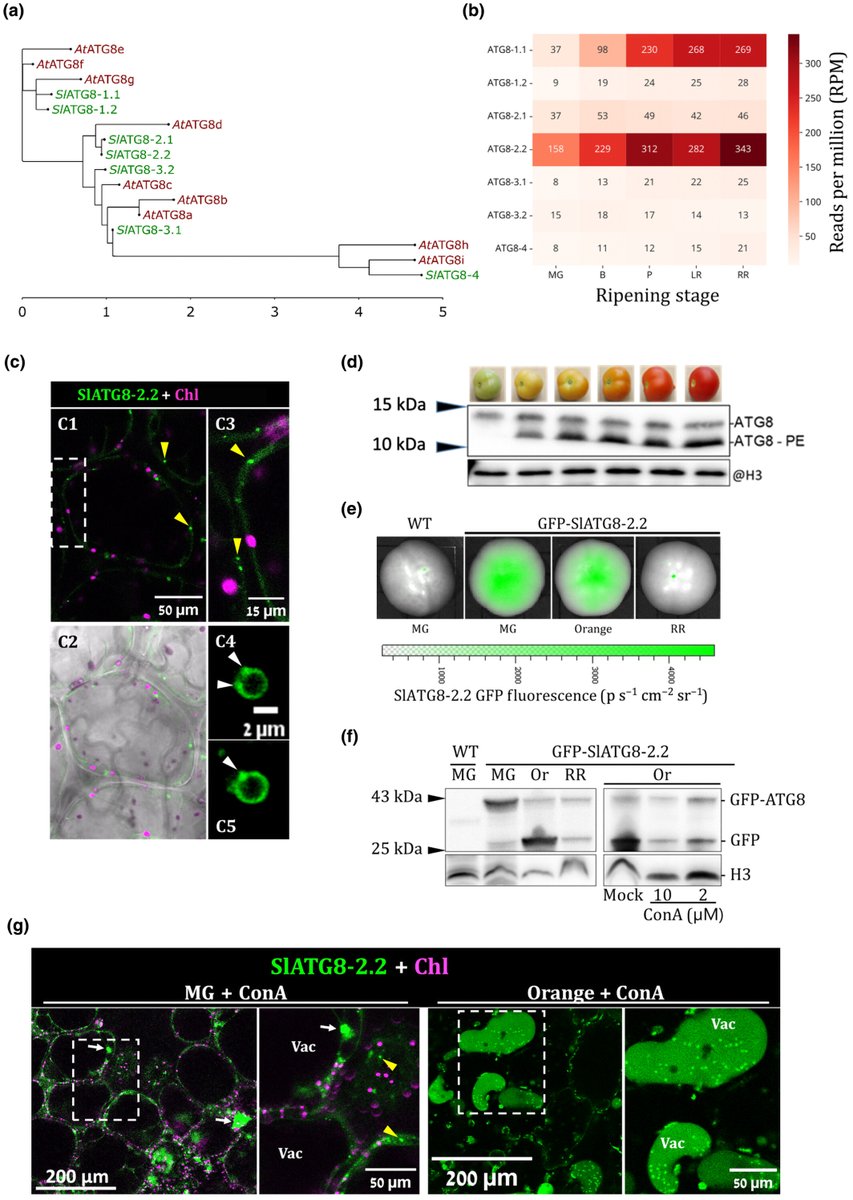 New Phytologist (@newphyt) on Twitter photo Autophagy restricts #tomato fruit ripening via a general role in ethylene repression
A #Letter by Kumaran et al.
👇
📖 nph.onlinelibrary.wiley.com/doi/10.1111/np…
#LatestIssue <a href="/wileyplantsci/">Wiley Plant Science</a> @Michaeli_lab, <a href="/k_schenstniy/">Kirill Schenstniy</a> Autophagy restricts #tomato fruit ripening via a general role in ethylene repression
A #Letter by Kumaran et al.
👇
📖 nph.onlinelibrary.wiley.com/doi/10.1111/np…
#LatestIssue <a href="/wileyplantsci/">Wiley Plant Science</a> @Michaeli_lab, <a href="/k_schenstniy/">Kirill Schenstniy</a>