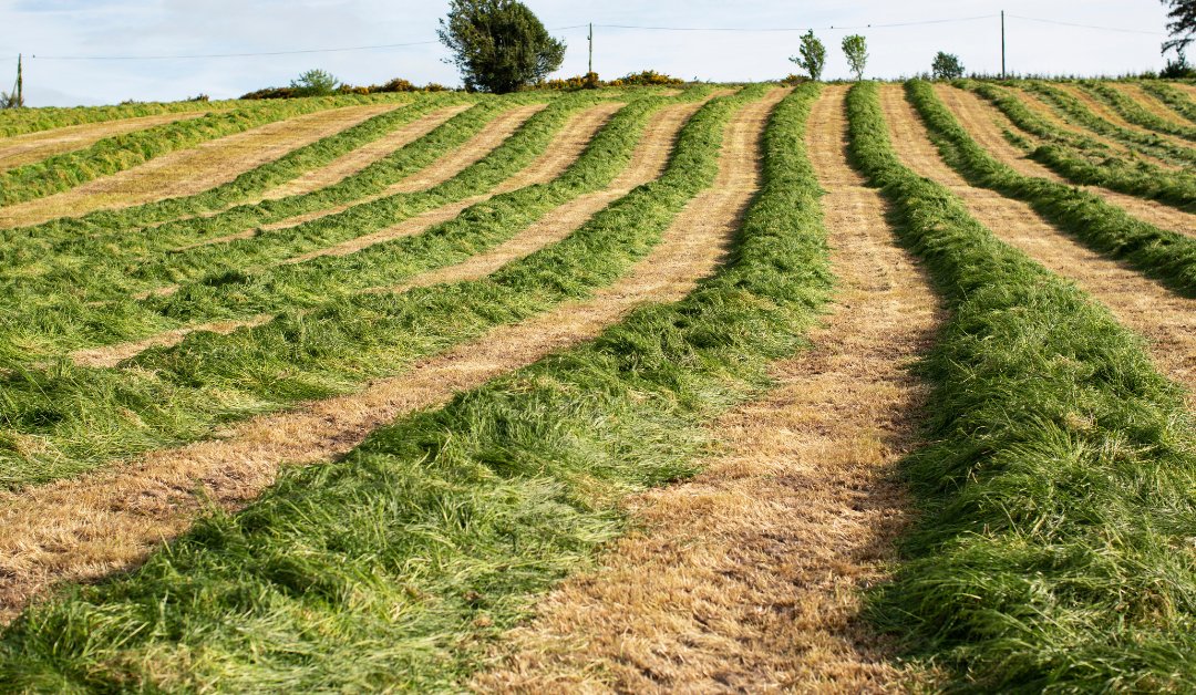 Forget No Mow May, it's silage cutting season in Britain! Look out for macerated hares, grass snakes, nesting waders and other wildlife.

Mowing heavily-fertilised fields in May for silage is a relatively recent thing. It's been going on in Britain for perhaps forty years. In