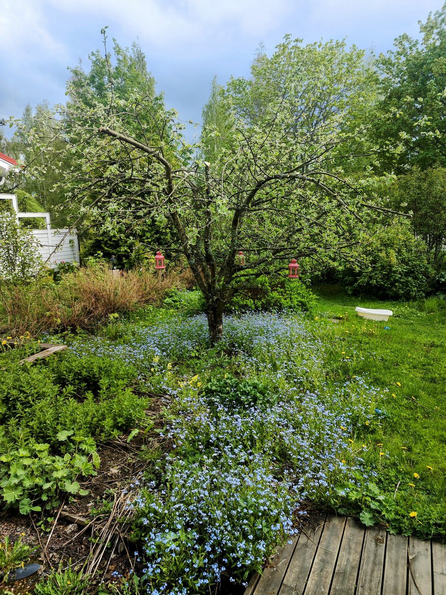 Tsoots's tweet image. En onnistunut tappamaan omenapuuta, vaikka isosti leikkasinkin. On myös mieletön lemmikkimeri kasvanut puun alle ja vähän laajemmallekin. Enää ei harmita myyrän syömät tulppaanit.