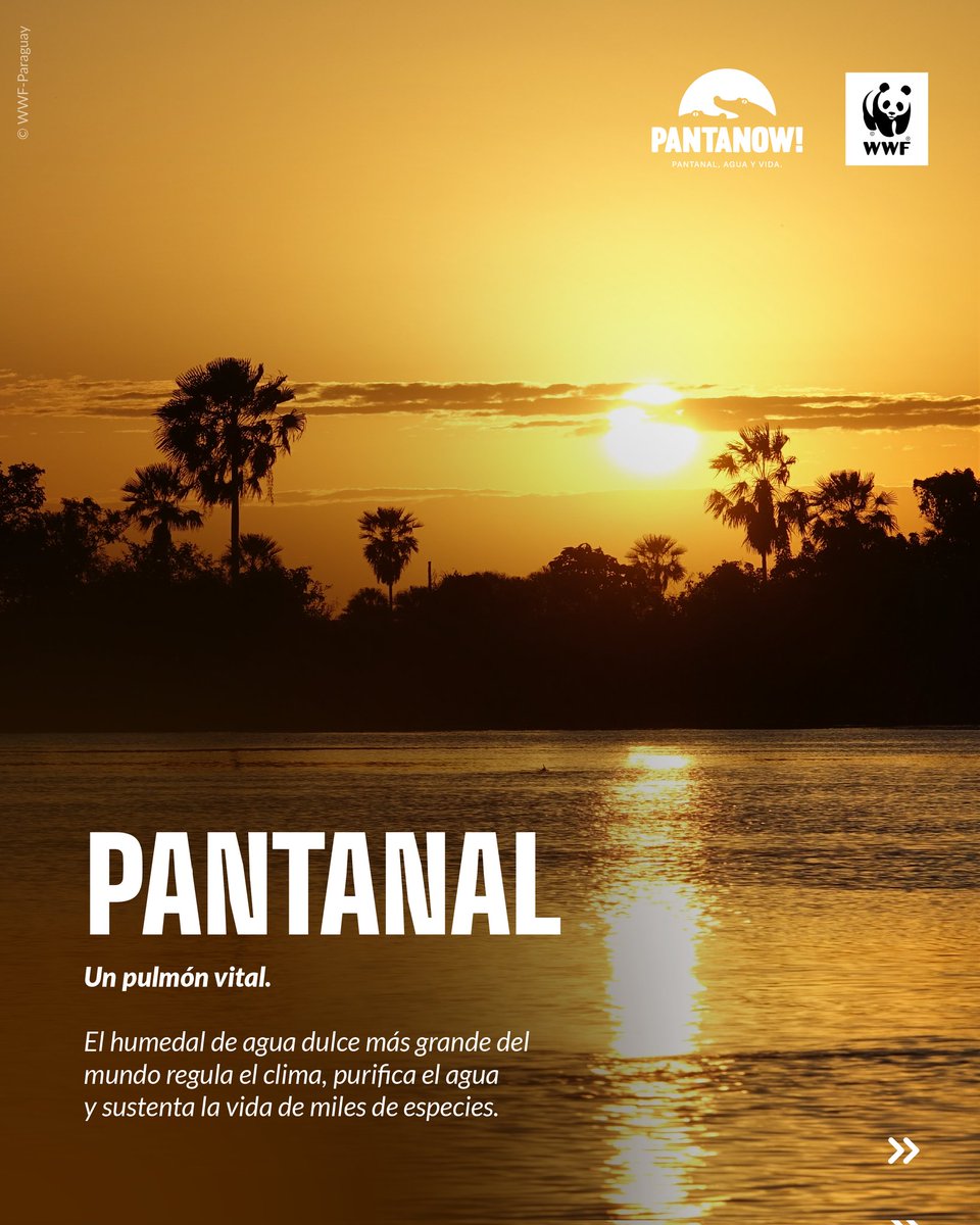 El Pantanal late con vida.
Es uno de los ecosistemas más ricos del planeta y refugio de miles de especies.
Hoy, celebramos su belleza y valoramos su biodiversidad.

Desliza para descubrir la belleza que habita en este tesoro natural. 🌿💧