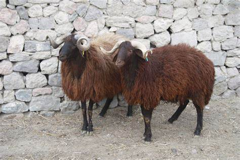 Slovenian Veterinary Research tweet media