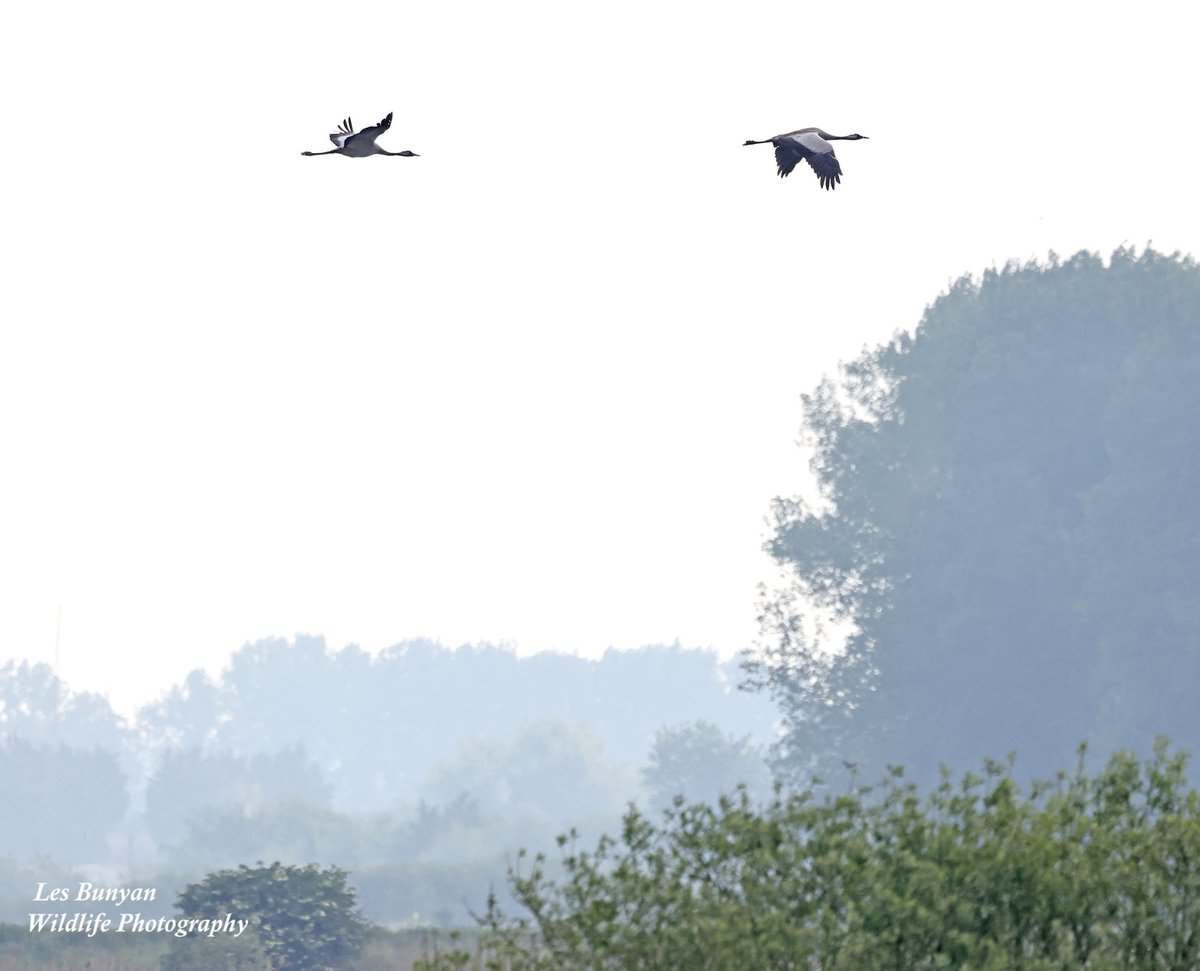 A sight that for me sums up the great work done by the RSPB at <a href="/RSPBLakenheath/">RSPB Lakenheath Fen</a> A pair of Cranes arrive at 7.30 in the morning mist and their bugles echo across the reserve sending a shiver up my spine! <a href="/Natures_Voice/">RSPB</a>