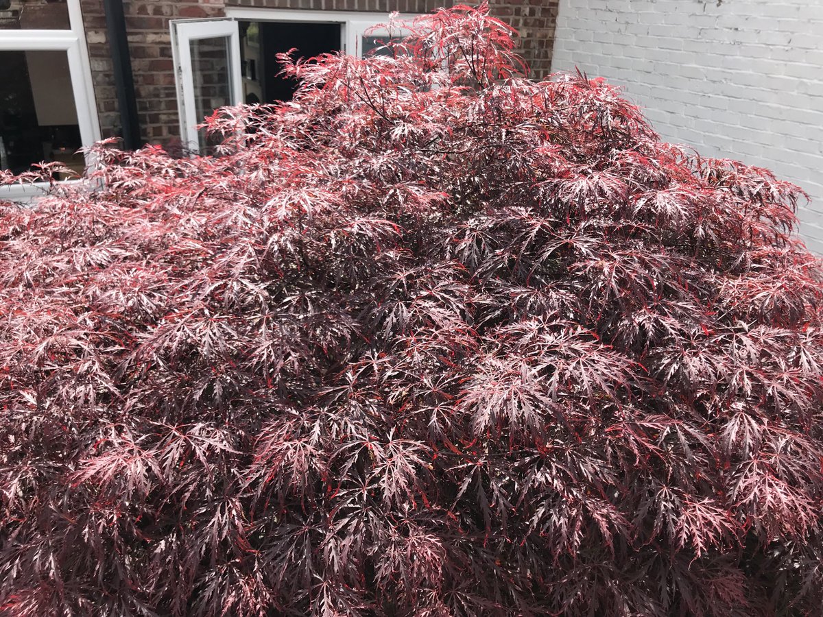 Never comes out properly in a photo but we’ve never seen such vibrant colour outside of Autumn so I wanted to share it.