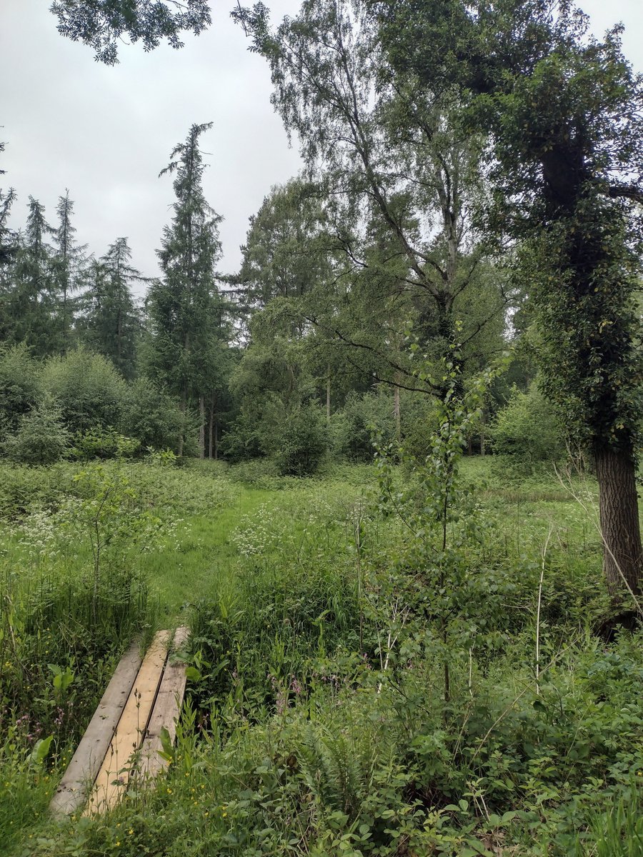 Lunchtime with the Ravens in beautiful Birchymoor Coppice (between Albrighton and Preston Gubbals) - what a very, very special place this is 💚

#Shropshire 🌥️