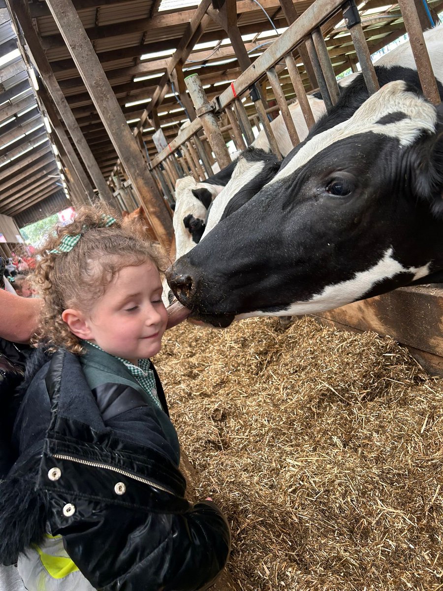 The cows were very cheeky today! <a href="/stpetersfarn/">St.Peter's Farnworth 👩‍🎓💚💙❤️✨</a>