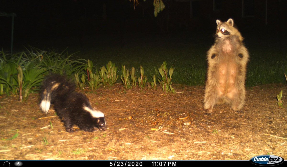 trailcam tweet media