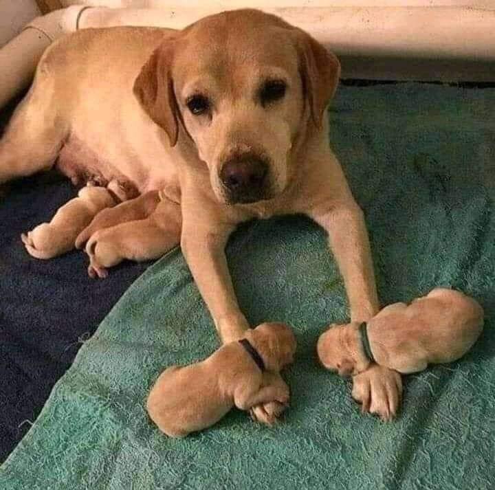 Mother's love ❤️
She didn't remove her paws while they were sleeping.…