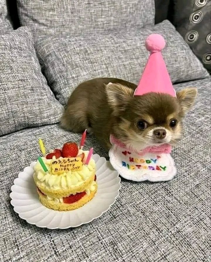 Just Pets 🐾 tweet media