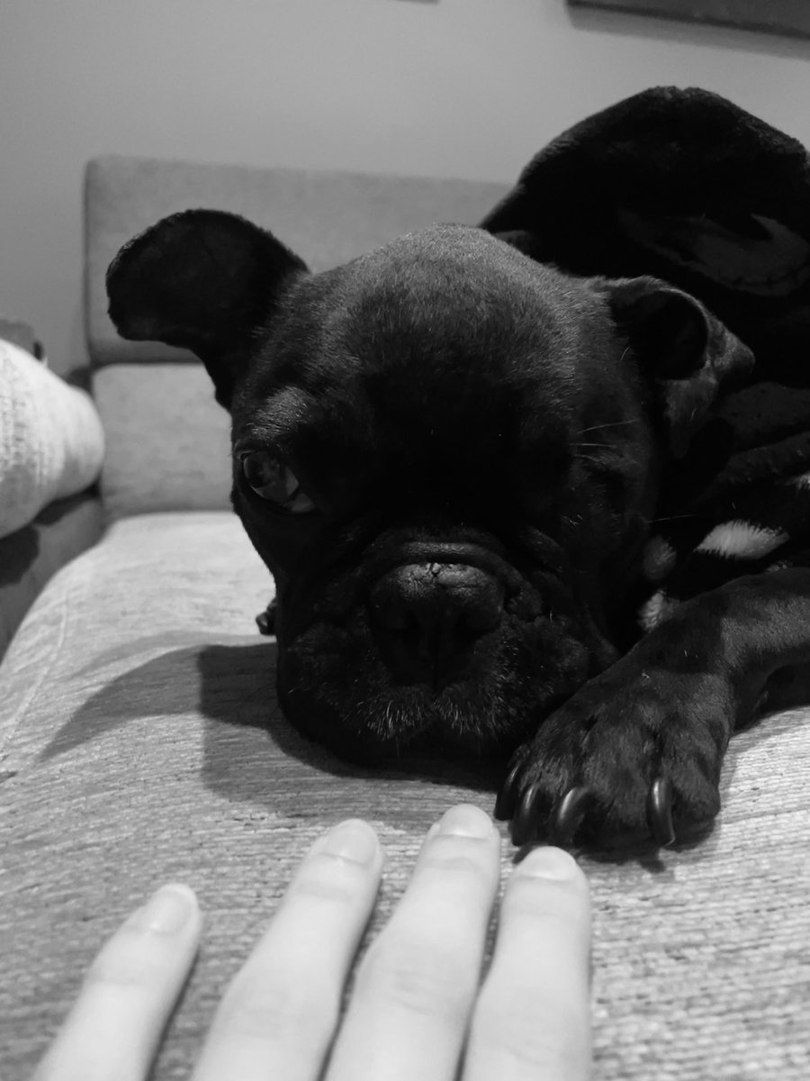 ittsnoitta's tweet photo. 10 añitos ya🐶❤️‍🩹 https://t.co/SaOHLXA7GW