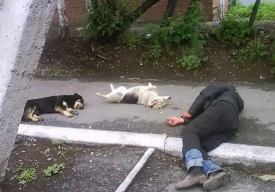 DiloConPerritos's tweet photo. Haciendo nuevos amigos: https://t.co/ZCNUOZS80u