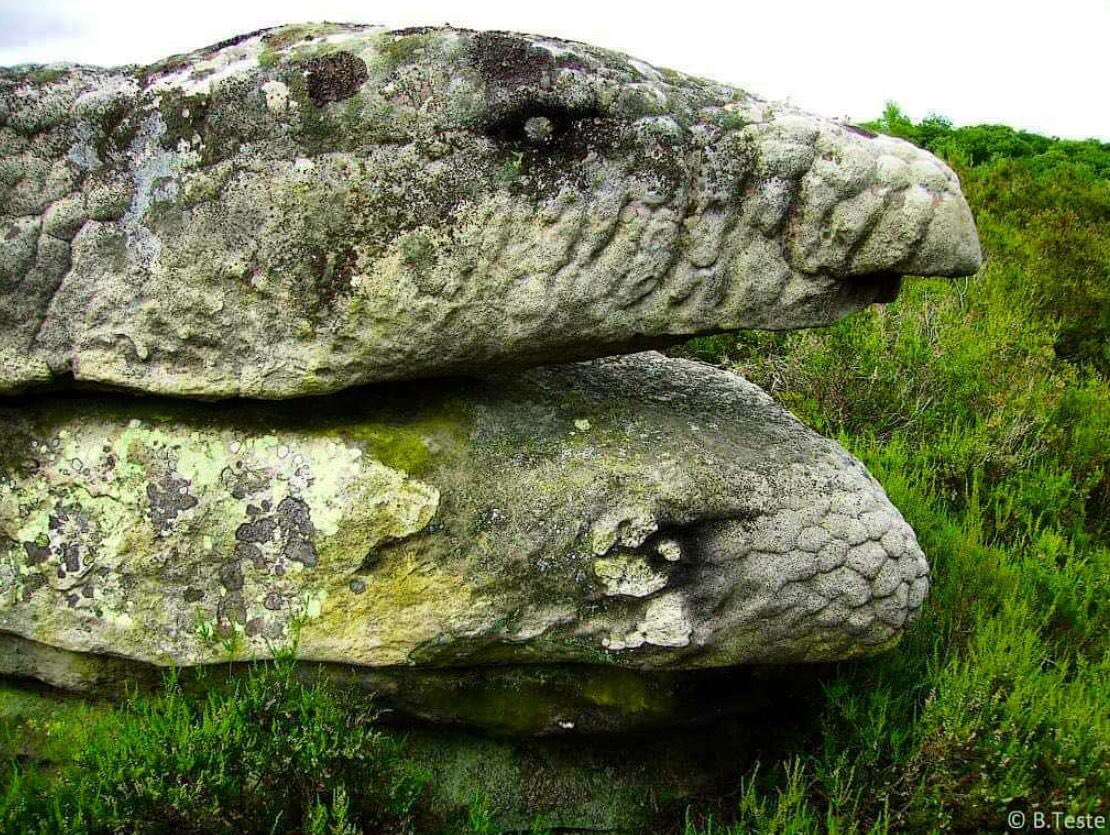 Icon_Trell's tweet image. PETRIFIED SNAKES #giants #petrified