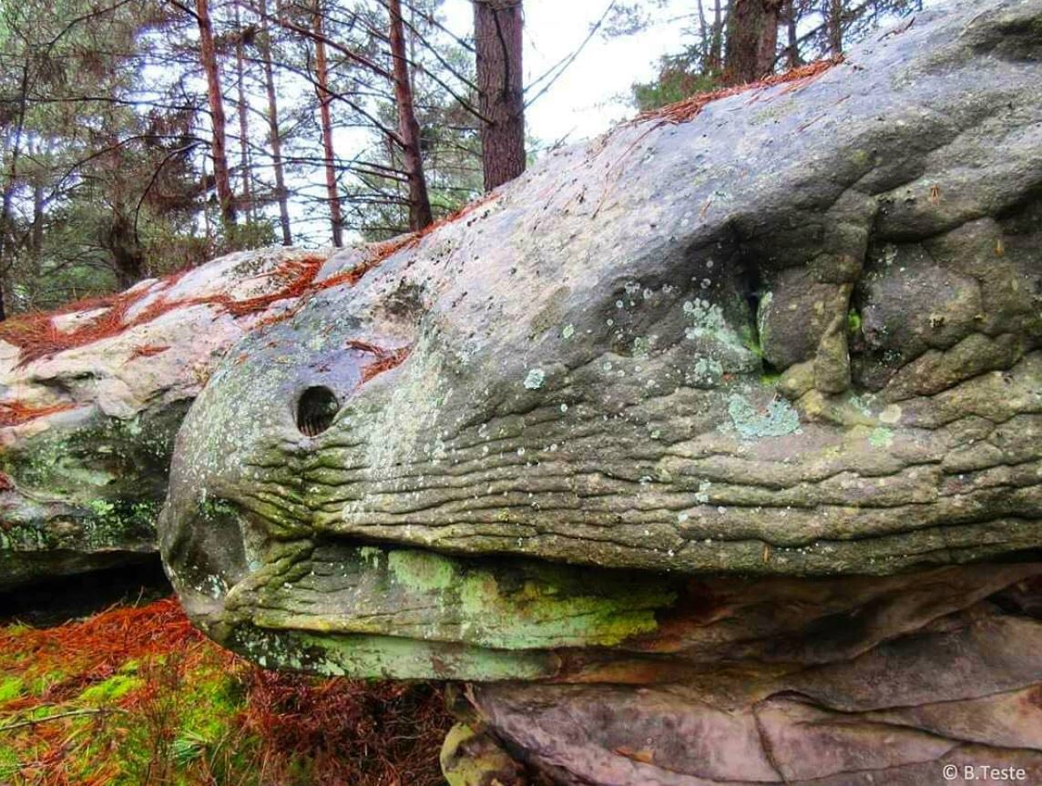 Icon_Trell's tweet image. PETRIFIED SNAKES #giants #petrified