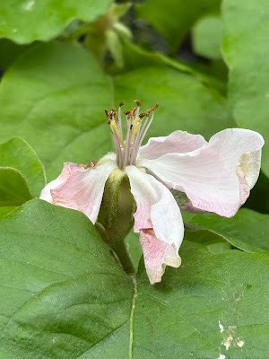 papaver's tweet photo. New on the blog: this monthβs #treefollowing update - I spy quincelets #blog #gardenblog #gardening #questforaquince #mygarden #gardeningx #gardeningtwitter
#taplink https://t.co/gEVpAvfdwP https://t.co/bDAojYylHf