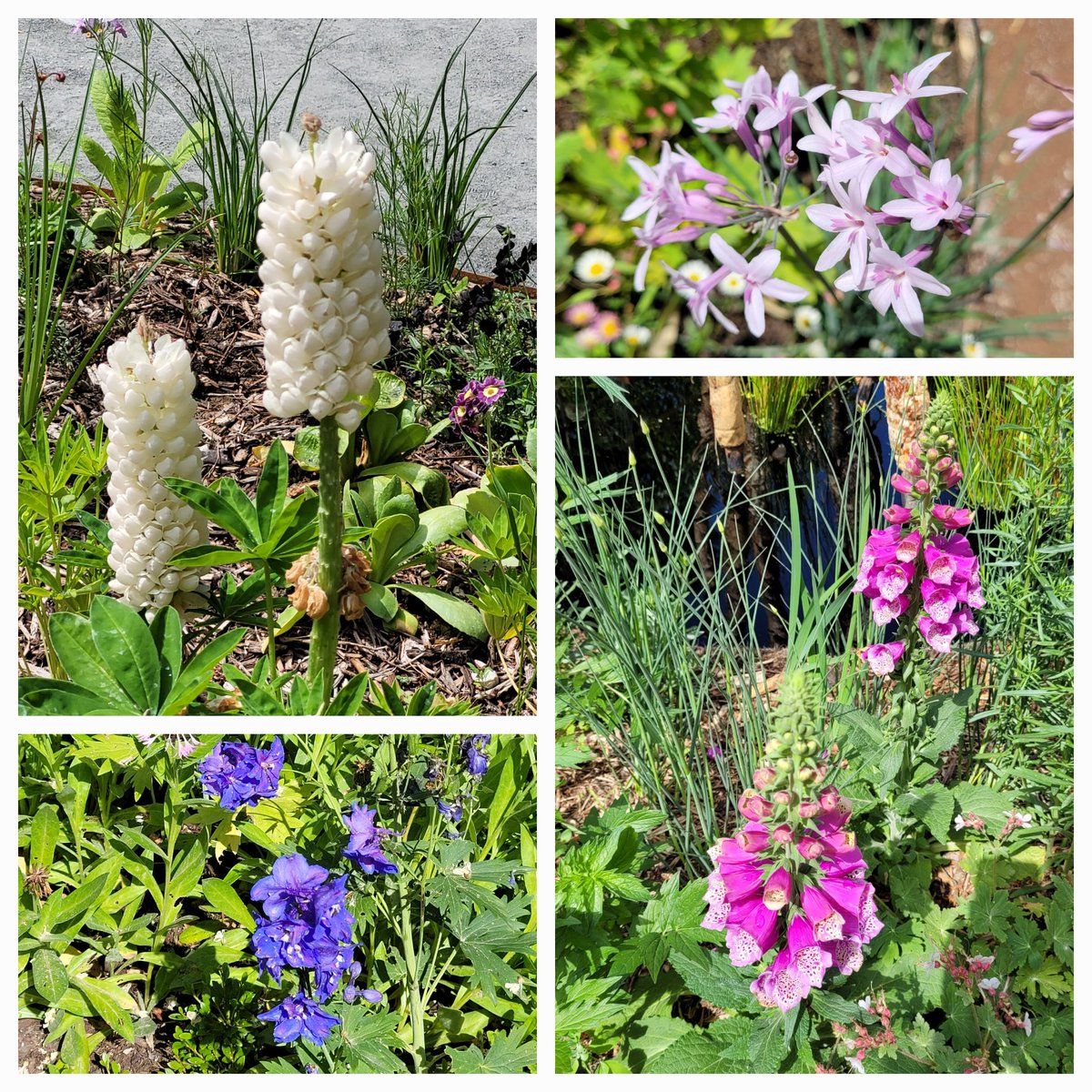 BrigitteUhrmann's tweet image. In many French castles I miss the abundance of flowers I am spoilt with in the UK. But #Chaumont is a great exception. The fifty small gardens offer so many different shapes and colours of blossoms. Such a joy.