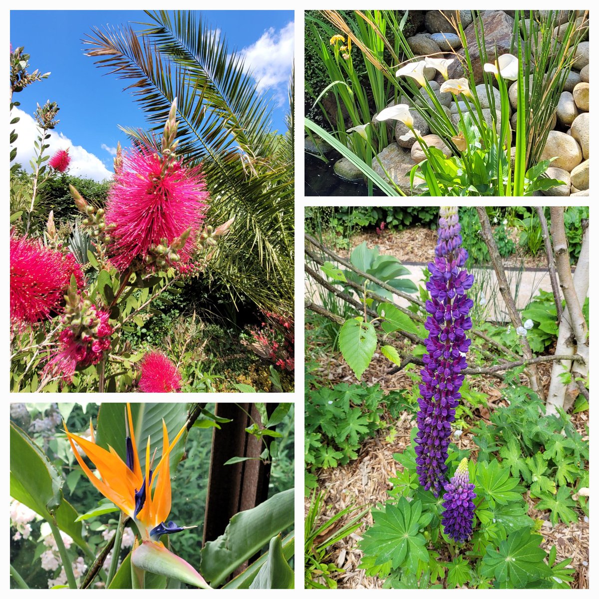 BrigitteUhrmann's tweet image. In many French castles I miss the abundance of flowers I am spoilt with in the UK. But #Chaumont is a great exception. The fifty small gardens offer so many different shapes and colours of blossoms. Such a joy.